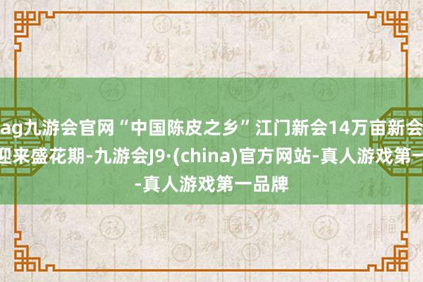 ag九游会官网“中国陈皮之乡”江门新会14万亩新会柑园迎来盛花期-九游会J9·(china)官方网站-真人游戏第一品牌